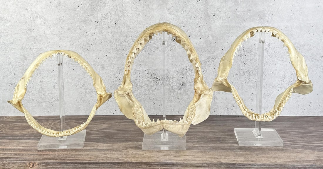 Taxidermy Bull Shark Jaws (1 of 3)