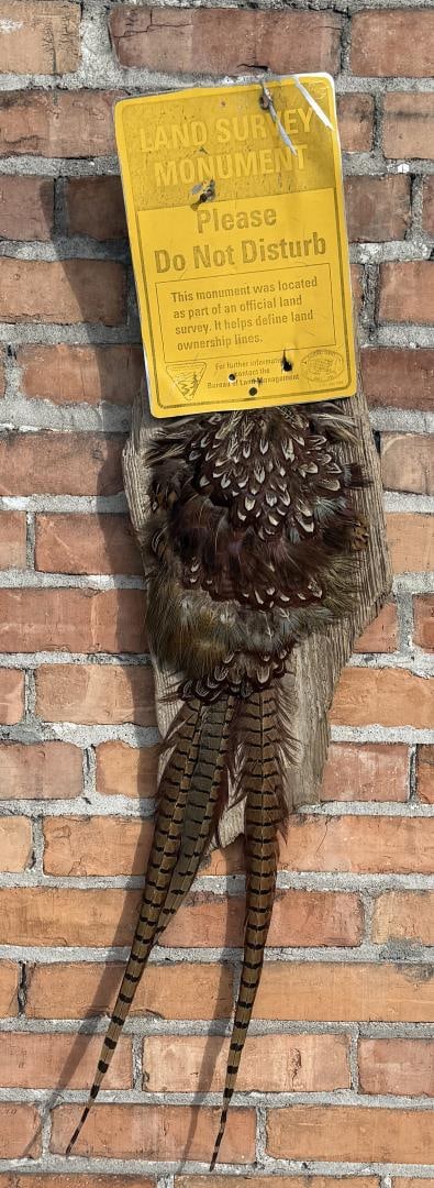 Montana Taxidermy Pheasant Ass: 39" long.