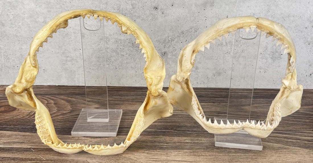 Taxidermy Bull Shark Jaws (1 of 9)