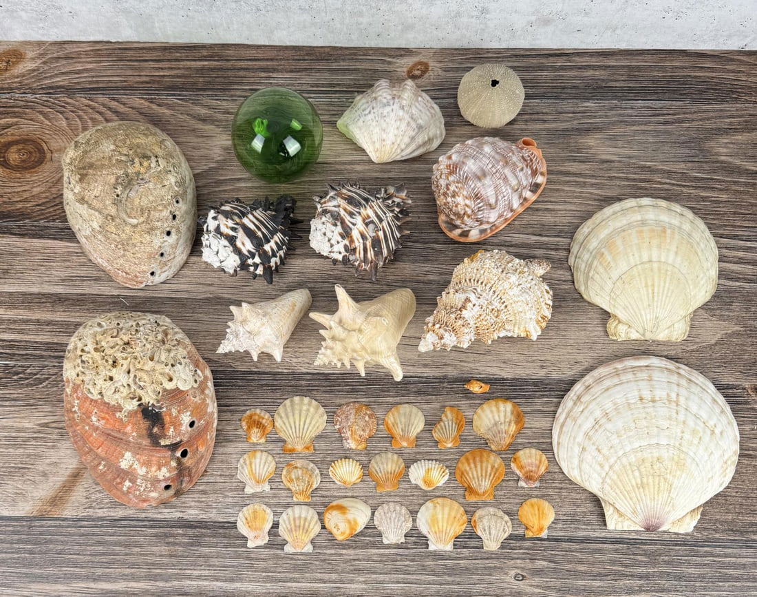 Collection of Seashells (1 of 9)