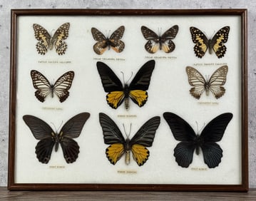 Butterfly Specimens In Frame Entomology