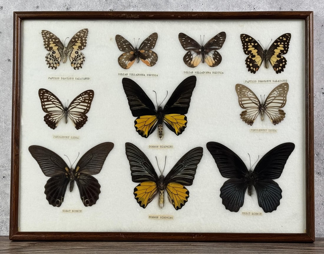 Butterfly Specimens In Frame Entomology (1 of 3)