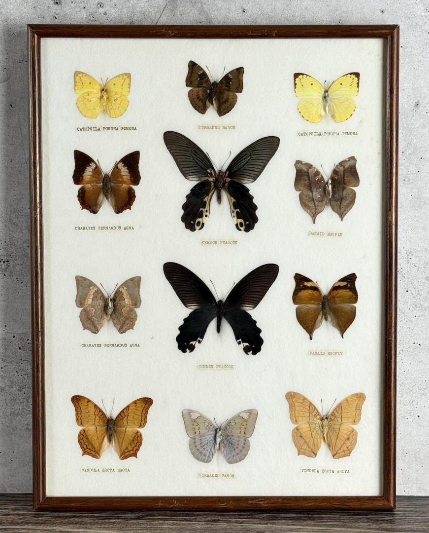 Butterfly Specimens In Frame Entomology (1 of 3)