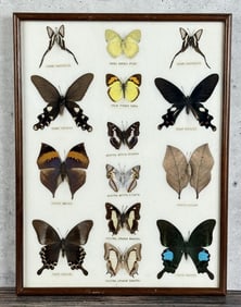 Butterfly Specimens In Frame Entomology