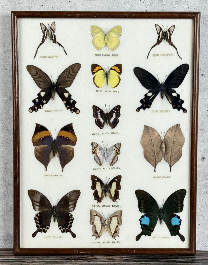 Butterfly Specimens In Frame Entomology (1 of 3)