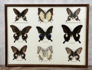 Butterfly Specimens In Frame Entomology