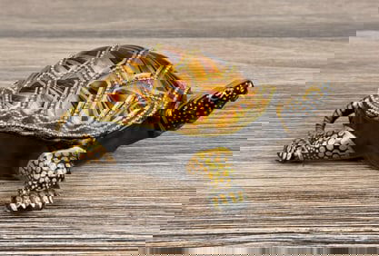 F.D. Paris France Tortoise