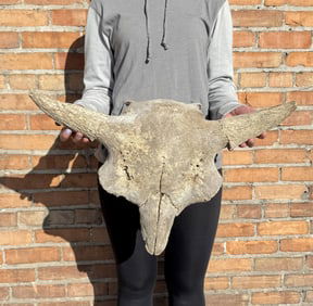 Montana River Found Ancient Buffalo Skull