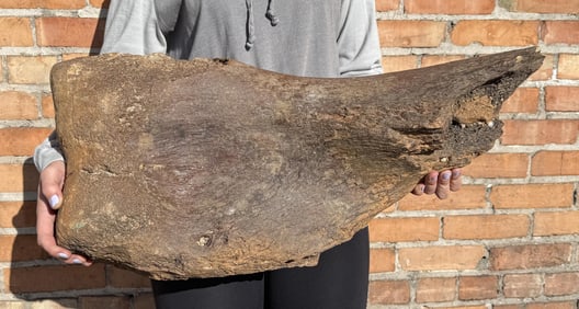 Montana Camarasaurus Humerus Fossil Dinosaur Bone