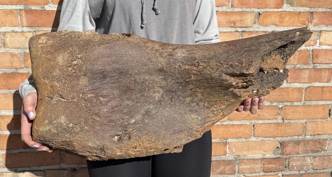 Montana Camarasaurus Humerus Fossil Dinosaur Bone: 43lbs. 28" by 13 1/2" by 8 5/8".