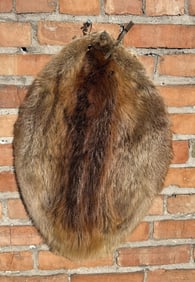 Montana Taxidermy Beaver Hide Pelt