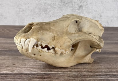 Taxidermy Wolf Skull