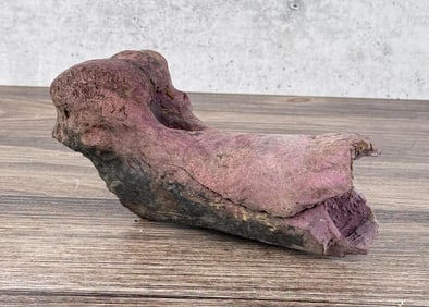 Ancient Montana Mineralized Buffalo Bone