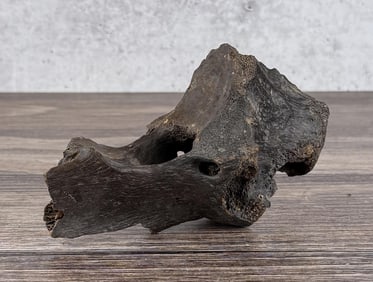Ancient Montana Mineralized Buffalo Vertebrae