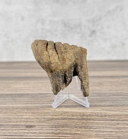 Ancient Montana Mineralized Buffalo Tooth