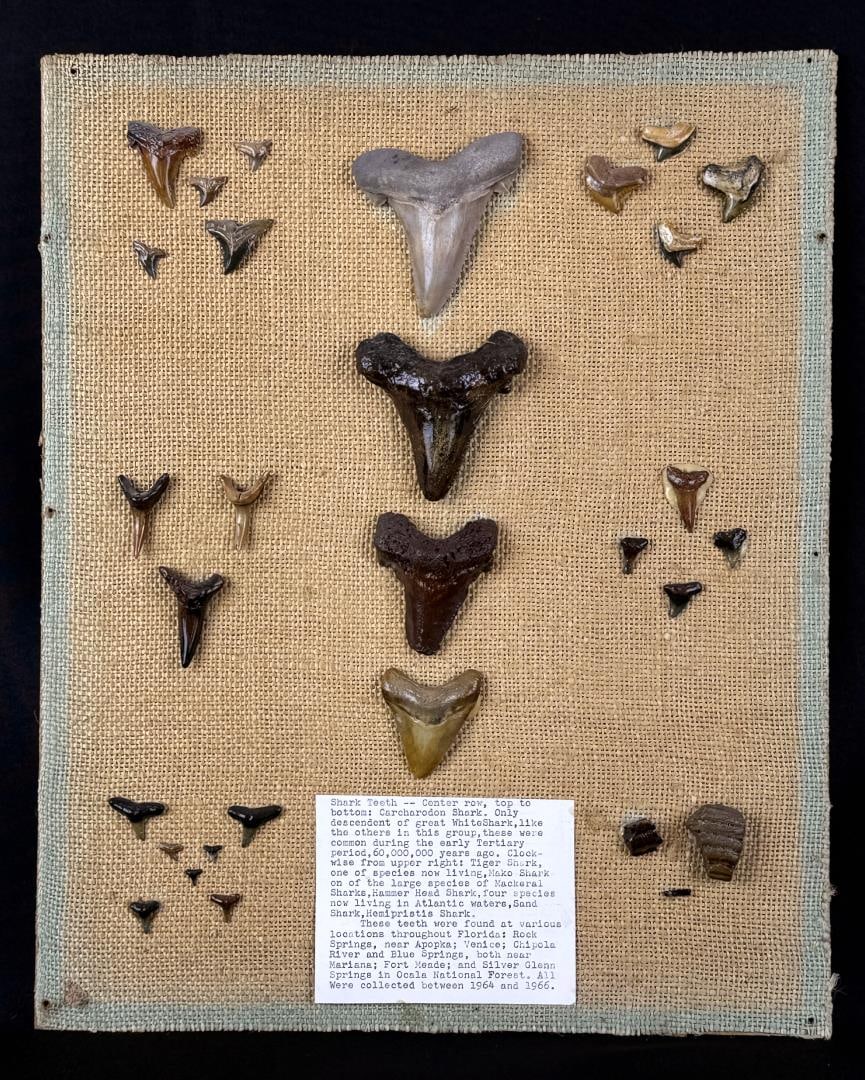 Collection of Fossil Shark Teeth: Nice grouping. Board is 13" by 16"