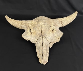 Montana River Found Ancient Buffalo Skull