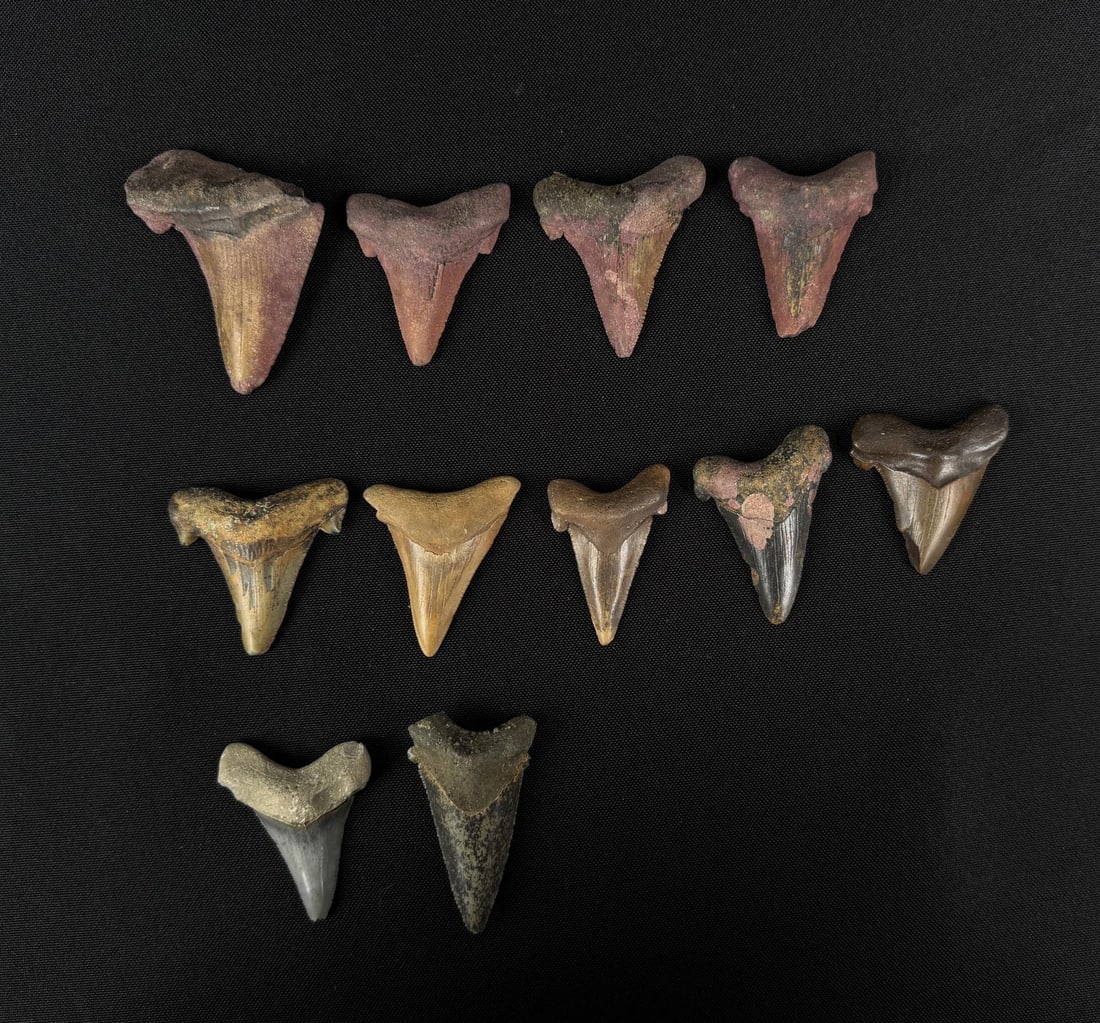 Collection of Fossil Shark Teeth: Nice grouping.