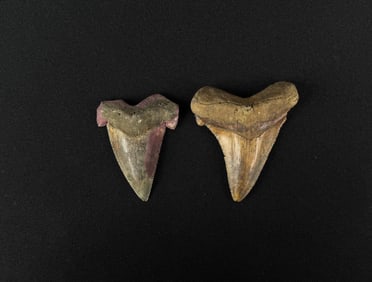 Collection of Fossil Shark Teeth