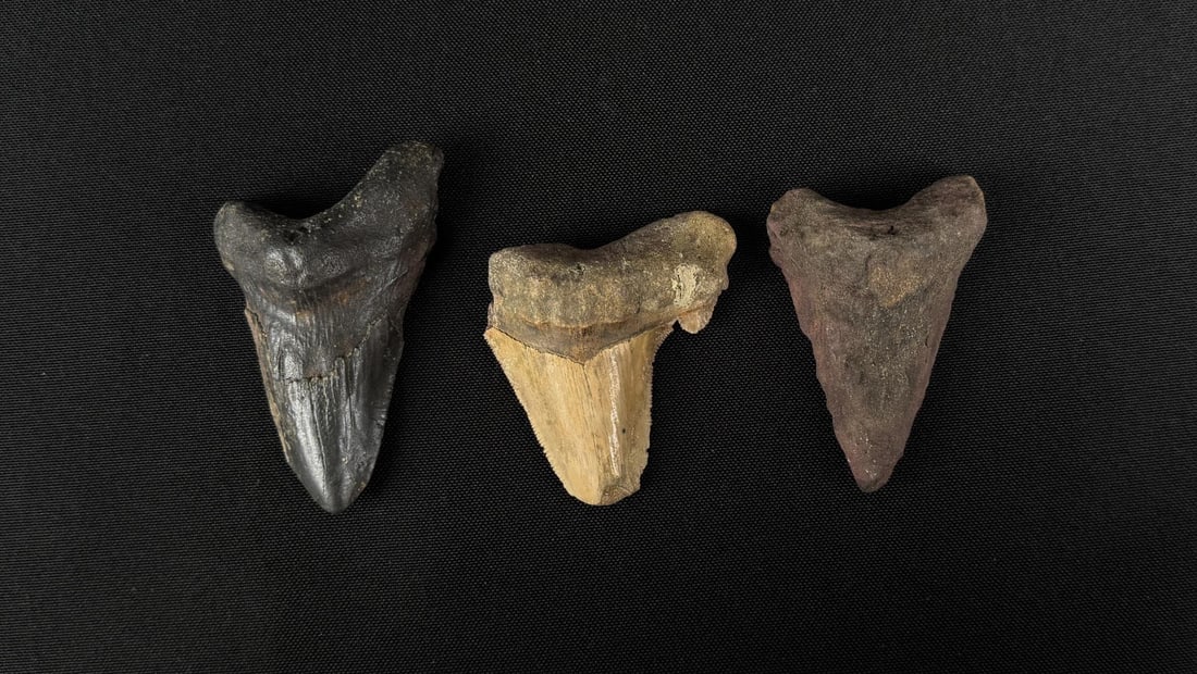 Collection of Megalodon Fossil Shark Teeth: Nice grouping.