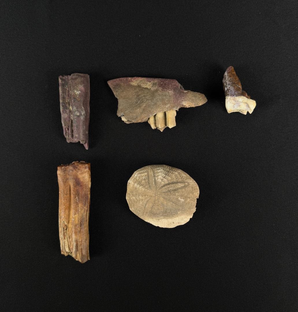 Fossil Teeth: Nice grouping.