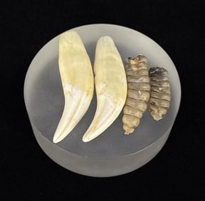Bear Teeth and Rattlesnake Rattles