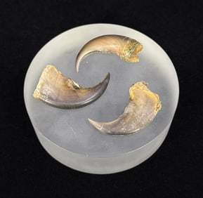 Collection of Black Bear Claws
