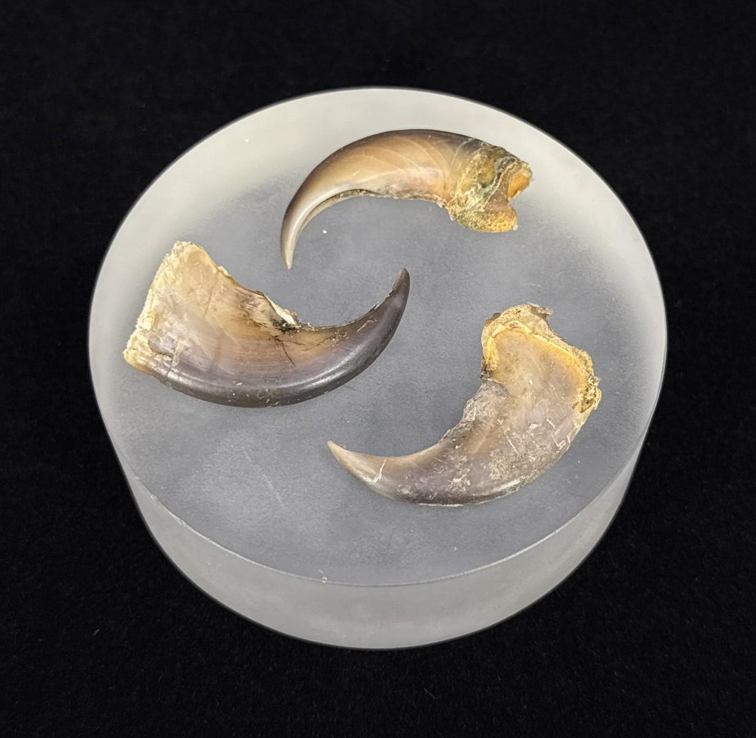 Collection of Black Bear Claws (1 of 4)