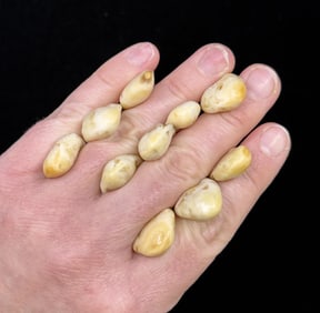 Montana Bull Elk Teeth