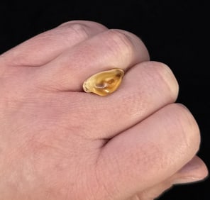 Montana Bull Elk Tooth