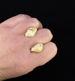 Montana Bull Elk Teeth