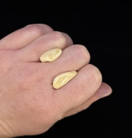 Montana Bull Elk Teeth