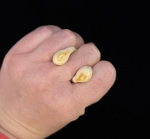 Montana Bull Elk Teeth