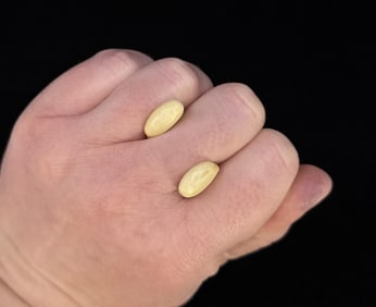 Montana Bull Elk Teeth