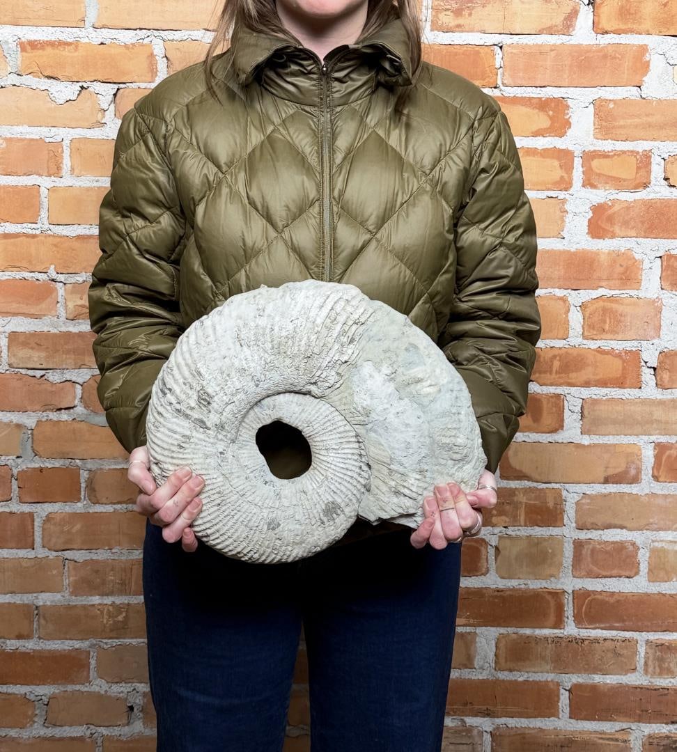 Large Ammonite Fossil: 13 3/8" long by 11 1/8" wide by 2 1/2" deep.