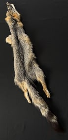 Kit Fox Fur Pelt Taxidermy
