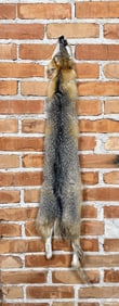 Kit Fox Fur Pelt Taxidermy