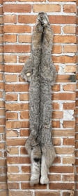 Beautiful Alaskan Lynx Fur Pelt Taxidermy