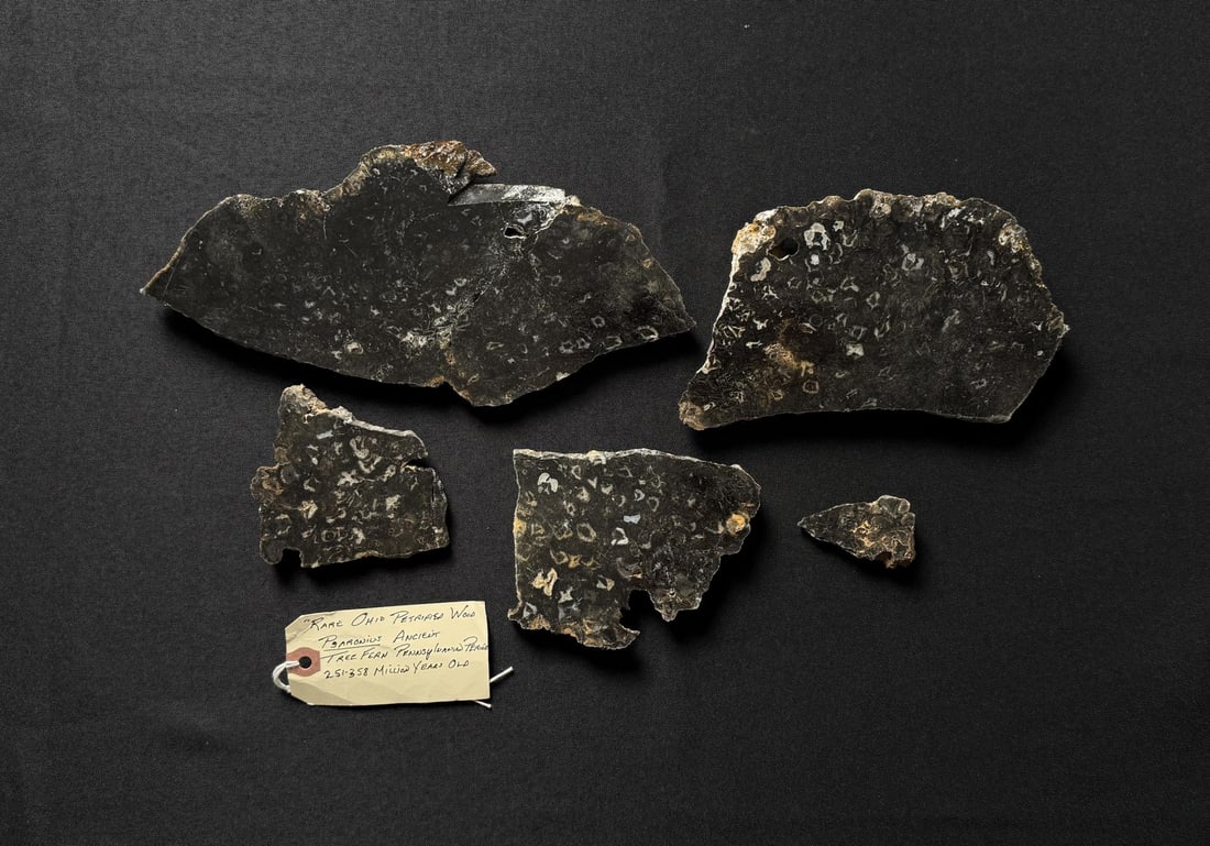 Psaronius Tree Fern Fossil Slabs Belmont Ohio: Nice grouping.