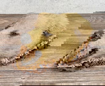 Antique Montana Taxidermy Black Bear Rug Head