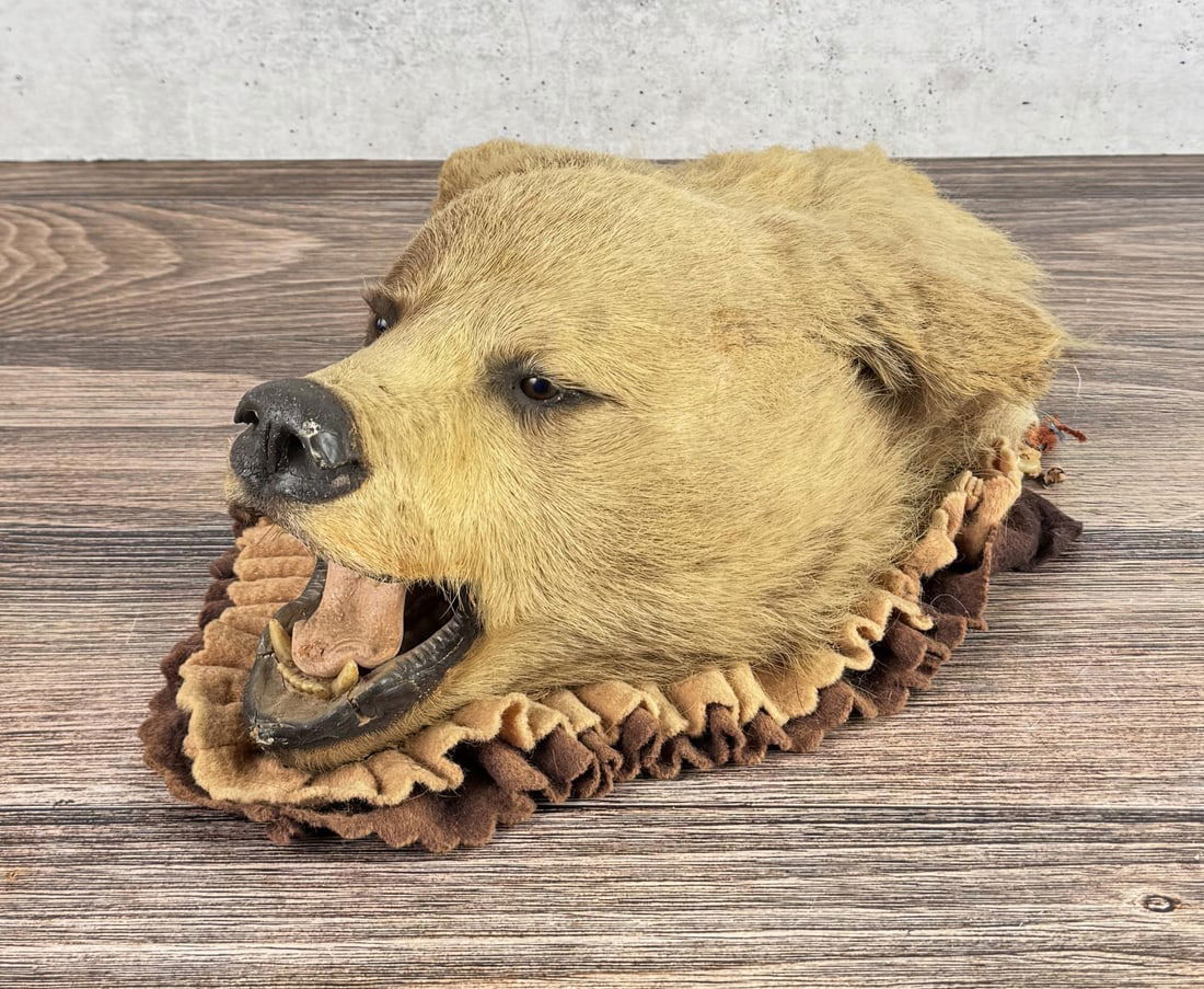 Antique Montana Taxidermy Black Bear Rug Head: Old bear, has turned golden with age. Would look good mounted on the wall or staged in your cabin. 21" long. Only for sale where legal. No International Sales. Know your own laws. No sales to Alabama,
