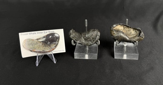 South Carolina Whale Ear Bone Fossils