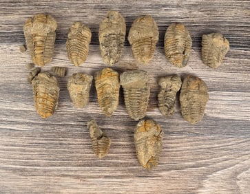 Moroccan Flexicalymene Trilobite Fossils