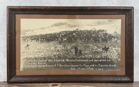 Seattle Washington Cowboy Steer Photo