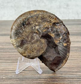 Fossil Ammonite