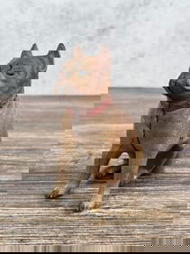 AC Williams Cast Iron Boxer Bulldog Still Bank