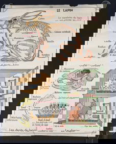 French School Biology Rabbit Bat Poster