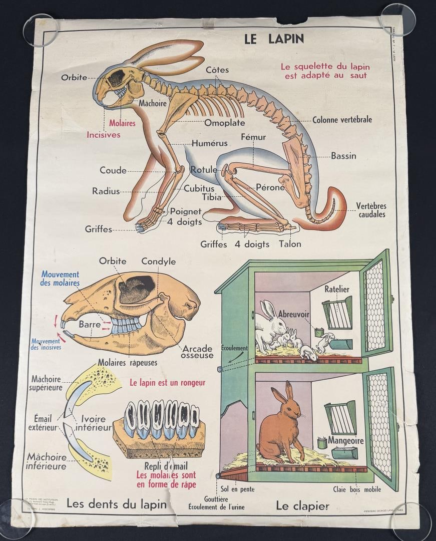 French School Biology Rabbit Bat Poster: Two sided. 35 1/2" by 26 1/2". La Maison des Instituteurs.