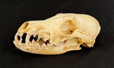 Taxidermy Montana Coyote Skull