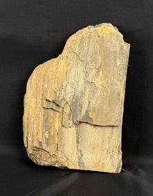 Slab of Petrified Wood